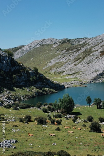 View of Covadonga Lake Against a Clear Blue Sky on a Sunny Day, with Cattle on the Foreground