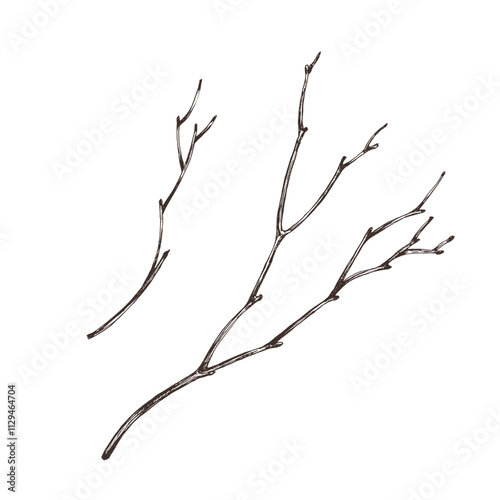 Brown dry tree branches without leaves. Line art graphic hand drawn brown ink monochrome. Set of isolated EPS elements vector illustration