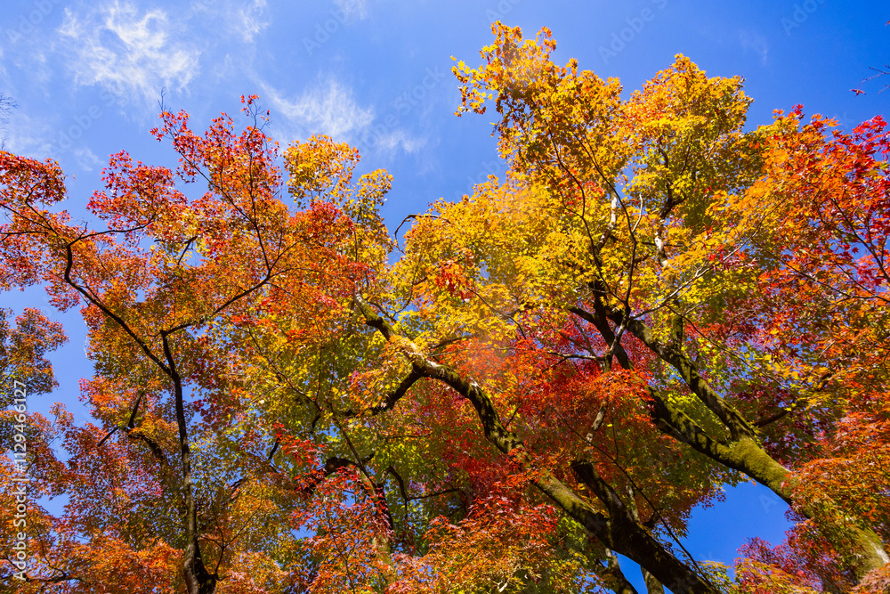 Colorful Japanese maple leaves in the sunlight in Eikando Temple Garden autumn season , Kyoto, Japan. Colorful Japanese maple leaves in the sunlight in Eikando Temple Garden autumn season , Kyoto, Japan.
