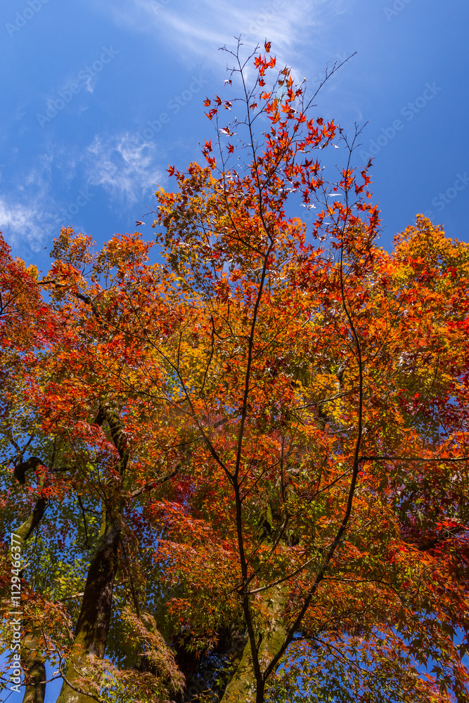 Colorful Japanese maple leaves in the sunlight in Eikando Temple Garden autumn season , Kyoto, Japan. Colorful Japanese maple leaves in the sunlight in Eikando Temple Garden autumn season , Kyoto, Japan.