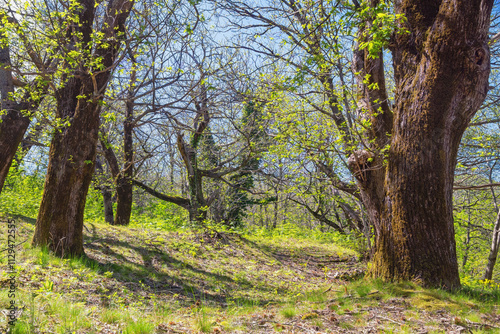 Grove of sweet chestnut trees ( Castanea sativa ) in spring. Montenegro, Bar municipality