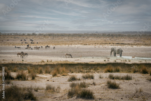 Afrikanische Tierwelt