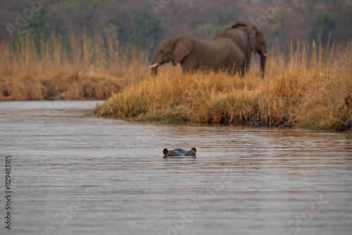 Afrikanische Tierwelt