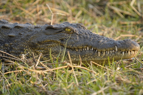 Afrikanische Tierwelt