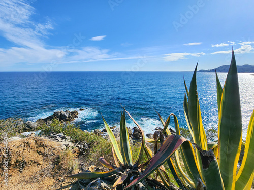 Large agaves and rocks against the sea. Seascape on a sunny day. photo