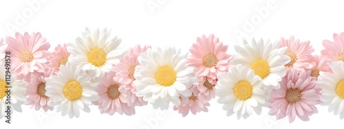 A border of pastel pink, white, and yellow chrysanthemums on an isolated background with lots of negative space around the edges