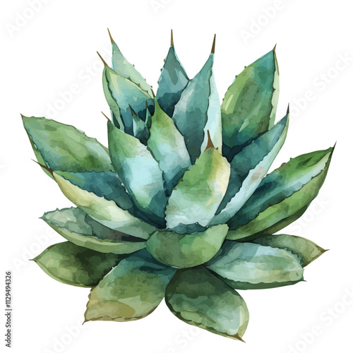 A watercolor drawing of an agave plant, isolated on a white background. Agave vector.