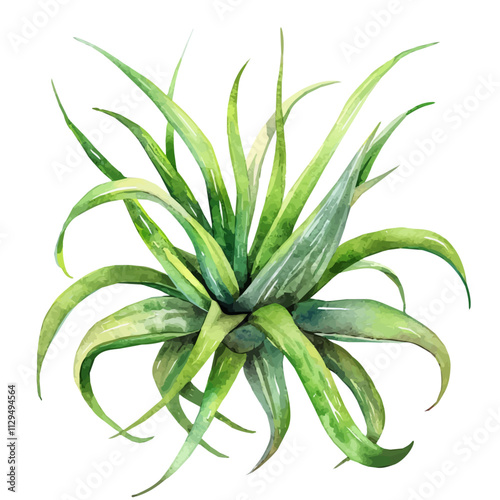 A watercolor painting of an agave plant, isolated on a white background. Agave vector.