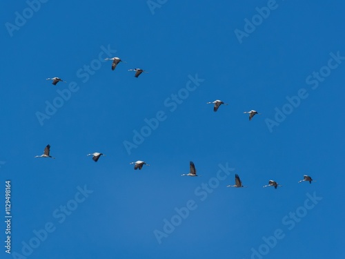 Vol d'oiseaux