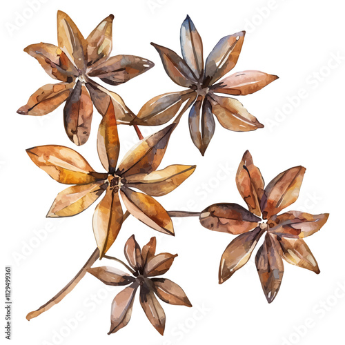 A watercolor of an anise plant, isolated on a white background. Anise vector.