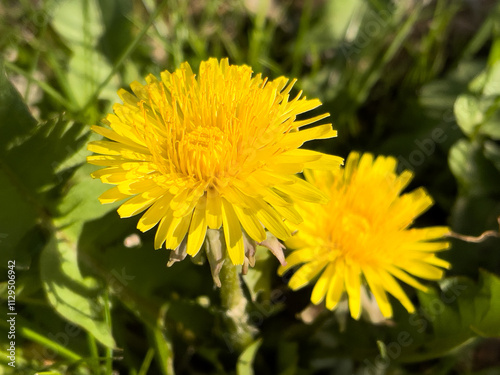 dandelion in the garden