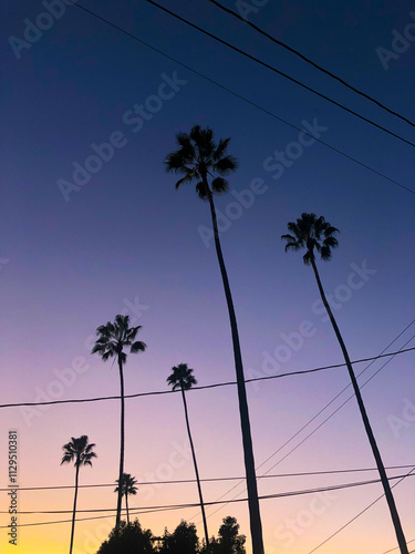 silhouette of palm trees at sunset