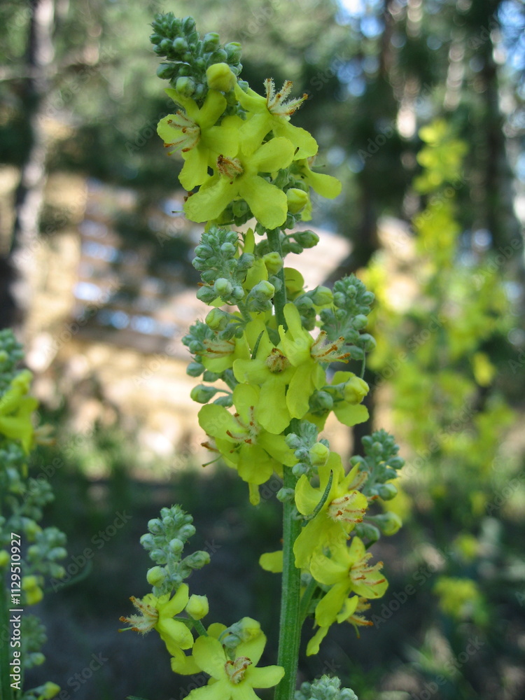 Yellow flowering plant in a lush landscape Yellow flowering plant in a lush landscape