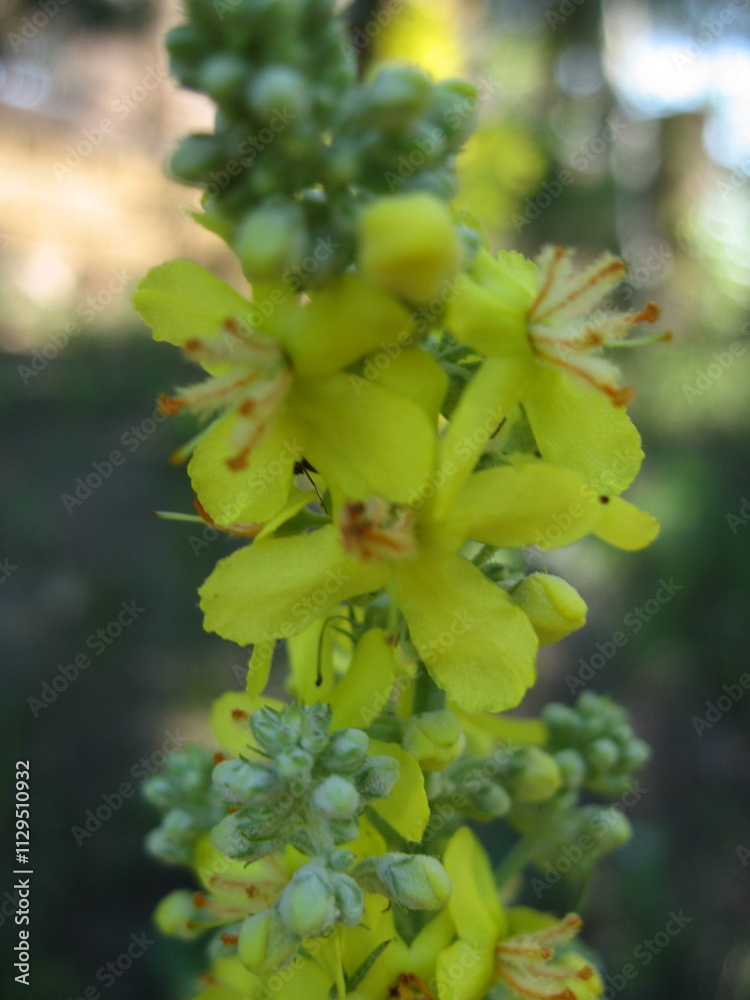 Bright yellow flowers in a natural setting Bright yellow flowers in a natural setting