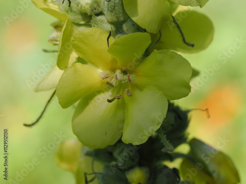 Żółty kwiat dziewanny (Verbascum)