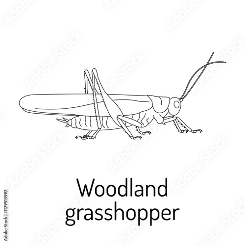 Black and white illustration of a woodland grasshopper with detailed anatomy. Ideal for educational materials, science projects, coloring books, or nature-themed designs.