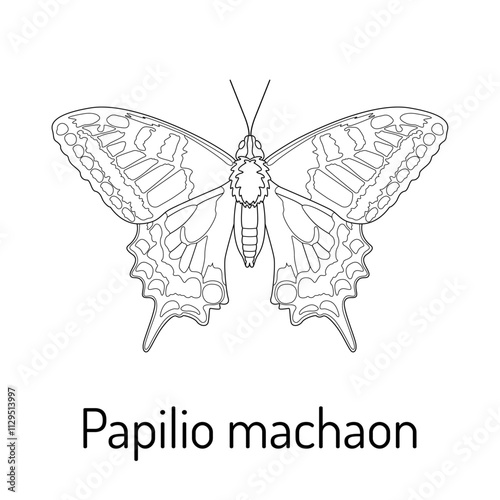 Black and white illustration of a Papilio machaon butterfly with detailed wings. Perfect for educational materials, coloring books, science projects, or design elements.