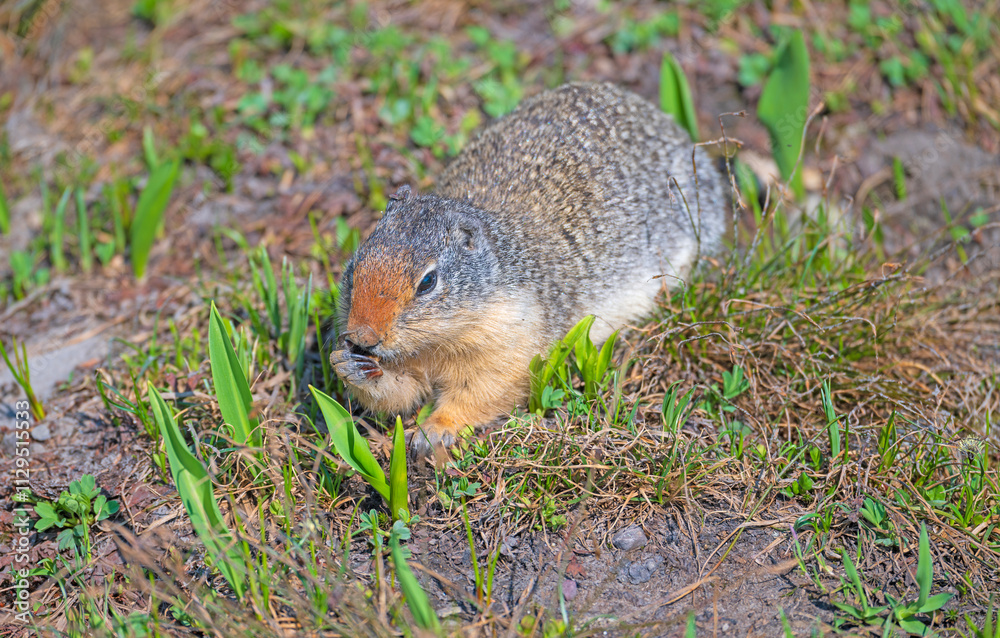 A Columbian ground squirrel chewing on Food in the Tundra A Columbian ground squirrel chewing on Food in the Tundra