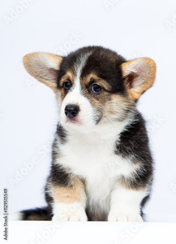 cute funny welsh corgi puppy