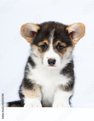 cute funny welsh corgi puppy