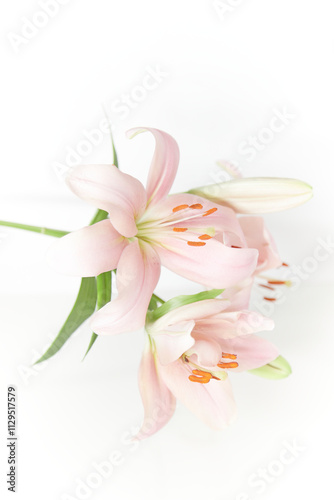 lily blossoms against a white background