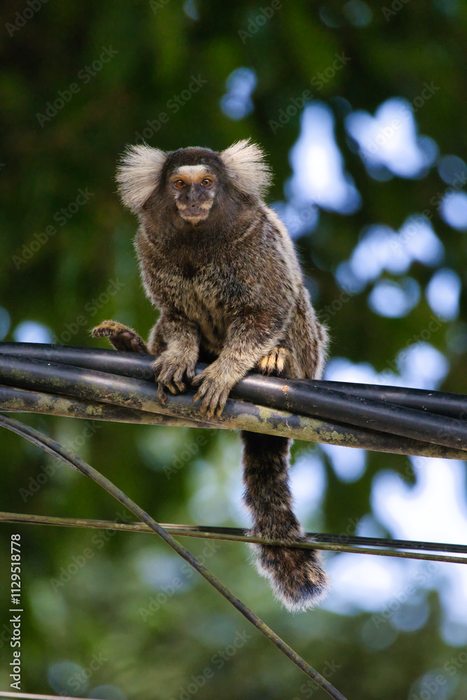 Obraz premium A monkey is sitting on a power line