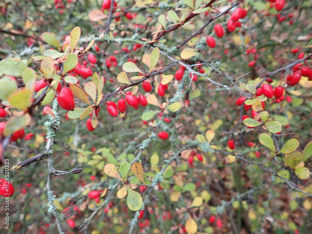 Obraz premium red berries on a tree branch