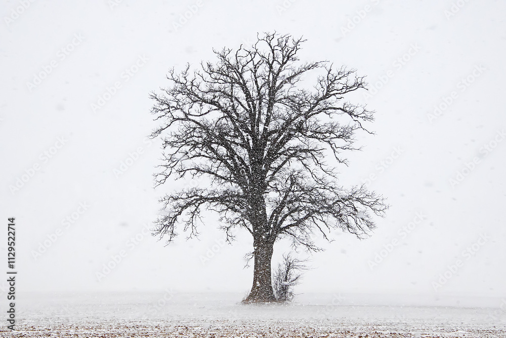 Fototapeta premium Lone Tree