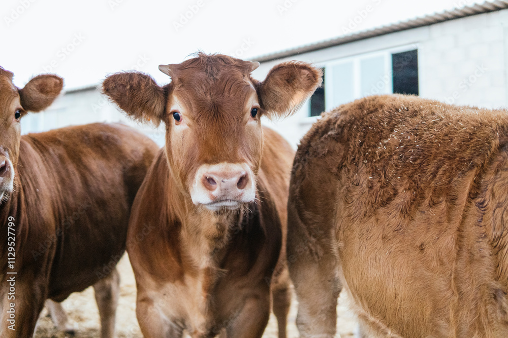 Curious brown cow staring at the camera on a farm Curious brown cow staring at the camera on a farm