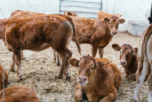 Brown cows and calves inside a barn on straw photo