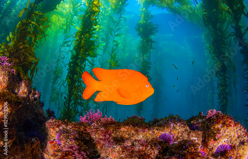 Garibaldi coral fish underwater