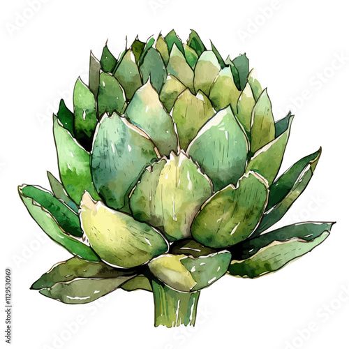 A watercolor painting of an artichoke agave plant, isolated on a white background. Artichoke Agave vector.