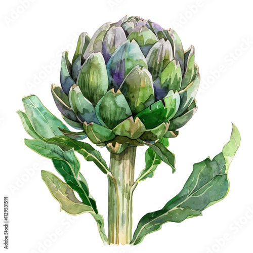 A watercolor drawing of an artichoke plant, isolated on a white background. Artichoke vector.