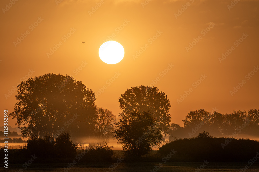 Obraz premium Herbstzauber am Stausee Kelbra (Thüringen, Deutschland). Die aufgehende Sonne taucht die Landschaft in ein goldenes Licht. Nebel liegt auf den Wiesen.