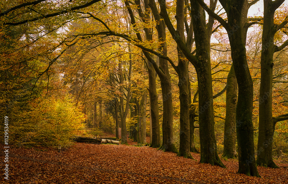 Fototapeta premium autumn in the woods