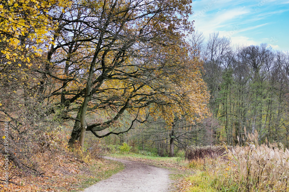 Fototapeta premium Poznań, Cybina Valley, nature protected area, forest road near the river