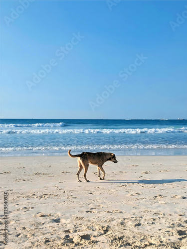 dog walking on the beach with blue high waves and clear sky