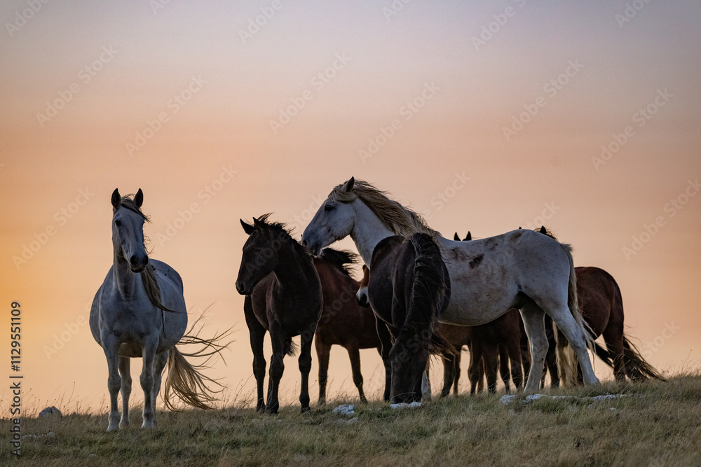 Naklejka premium Wild horses roaming the stepes on the mountain plane planina Cincar above the Bosnian city of Livno