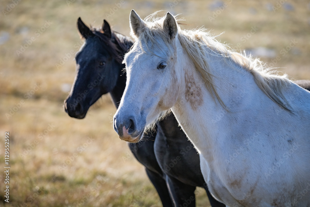 Wild horses roaming the stepes on the mountain plane planina Cincar above the Bosnian city of Livno Wild horses roaming the stepes on the mountain plane planina Cincar above the Bosnian city of Livno