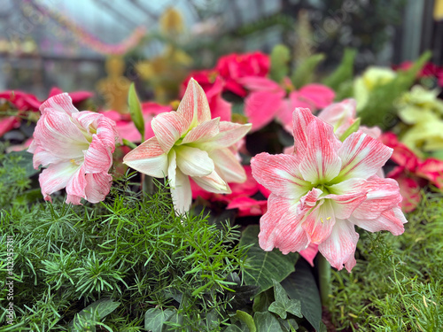 pink and white amaryllis floral display, a popular indoor flowering bulb choice at Christmas
