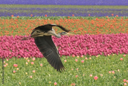 heron in a field of tulips