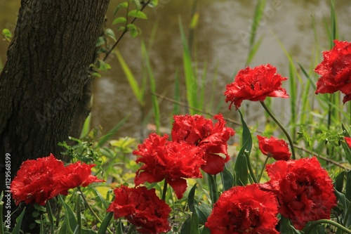 red poppies in the field