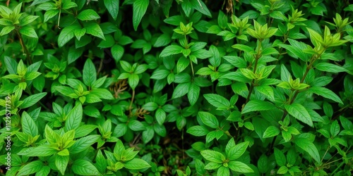Wallpaper Mural Close-up image of vibrant green leaves showcasing a rich texture, foliage, background Torontodigital.ca