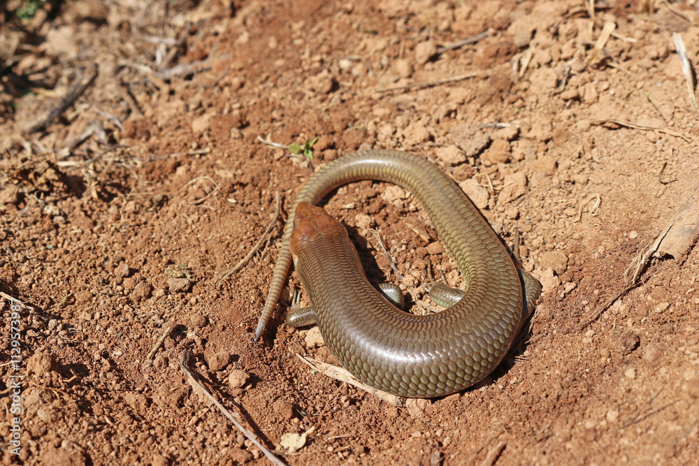 Obraz premium Gilbert's Skink Lizard, subspecies Western Red-tailed Skink (Plestiodon gilberti rubricaudatus)