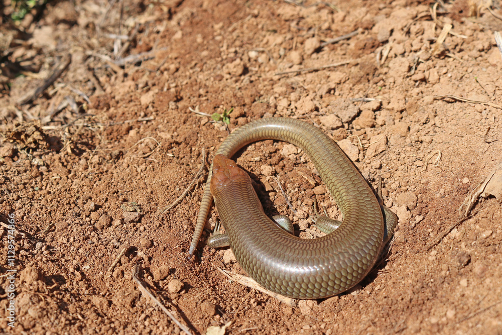 Obraz premium Gilbert's Skink Lizard, subspecies Western Red-tailed Skink (Plestiodon gilberti rubricaudatus)