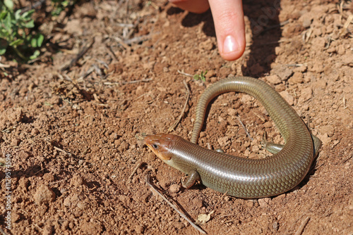 Canvas Print Gilbert's Skink Lizard, subspecies Western Red-tailed Skink (Plestiodon gilberti