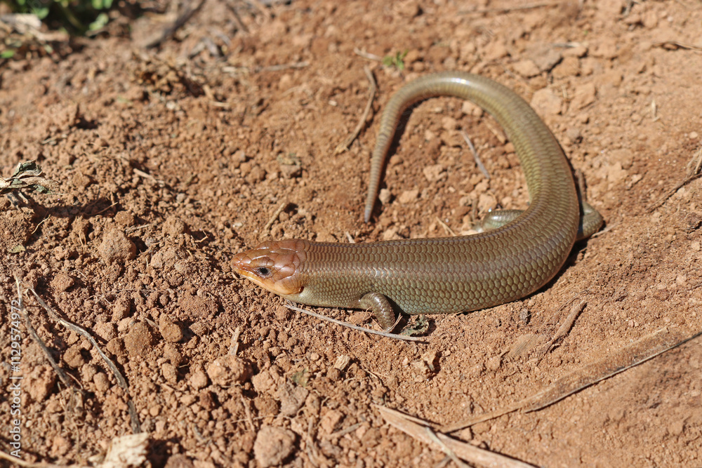 Fototapeta premium Western Red-tailed Skink, Gilbert's Skink Lizard, Plestiodon gilberti rubricaudatus, in California