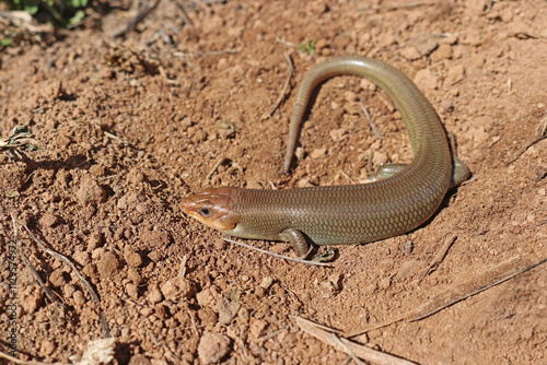 Western Red-tailed Skink, Gilbert's Skink Lizard, Plestiodon gilberti rubricaudatus, in California photo