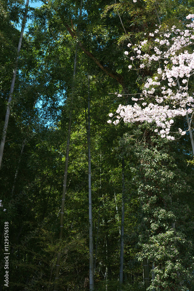 Fototapeta premium 竹林と桜の春景色