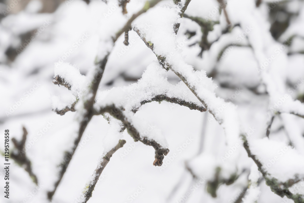 Snow-covered tree branches creating intricate patterns. Close-up winter nature photography. Seasonal texture and wintertime concept for design and print. Snow-covered tree branches creating intricate patterns. Close-up winter nature photography. Seasonal texture and wintertime concept for design and print.